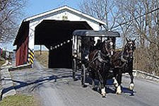 AAA Buggy Rides