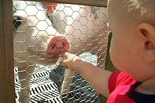 Cherry-Crest Adventure Farm