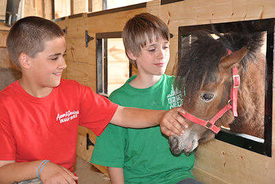 Say Hello to our Miniature Horses