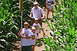 A new maze each year through a 10-acre corn field - Cherry-Crest Farm, Paradise, PA
