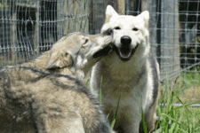 Wolf Sanctuary of PA